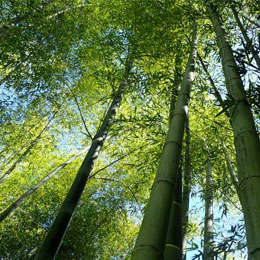 Bambou Moso